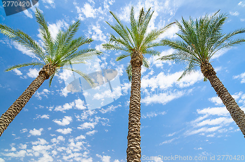 Image of Three date palms against deep blue sky