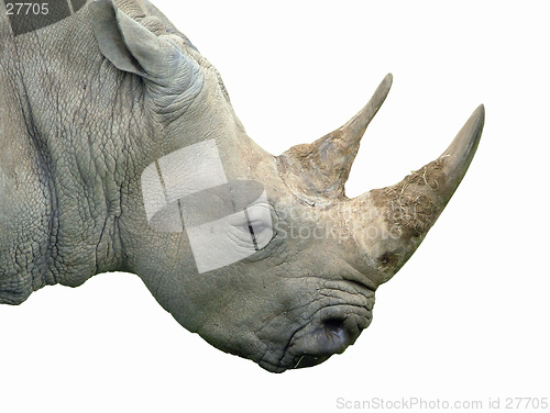 Image of Rhino