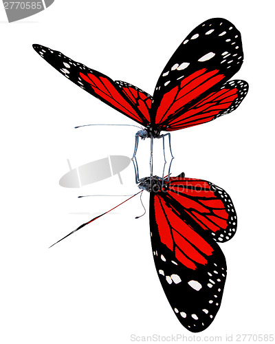 Image of Butterfly