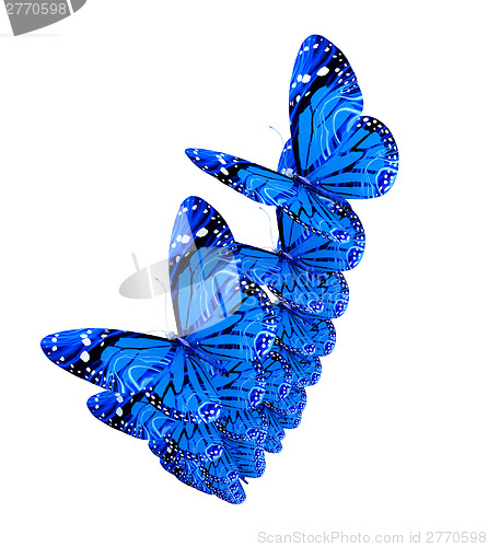 Image of Butterflies