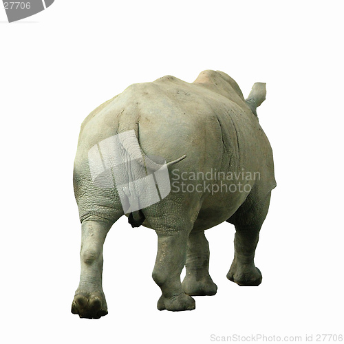 Image of Rhino