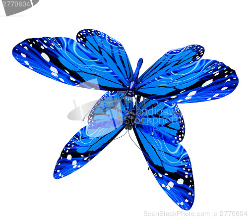 Image of Butterfly
