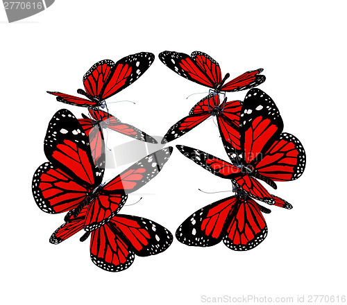 Image of Butterflies