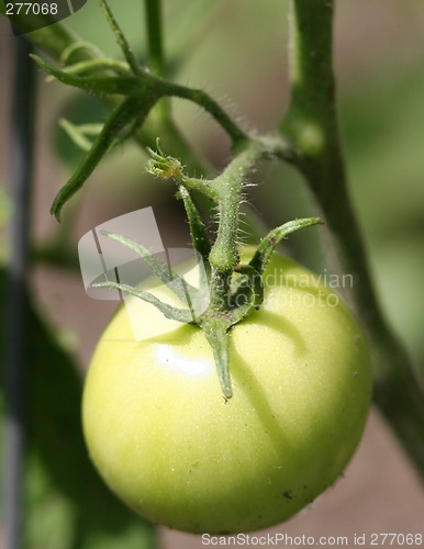 Image of Fruit or Vegetable?