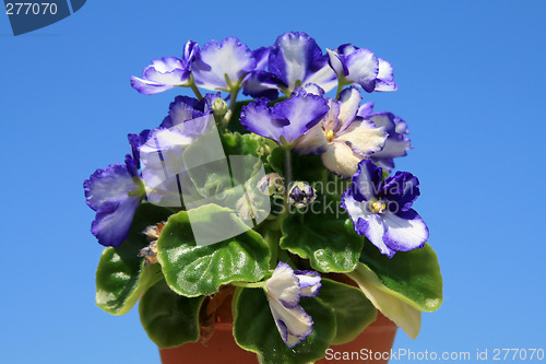Image of Potted African Violets