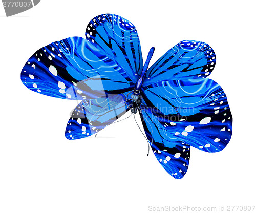 Image of Butterfly