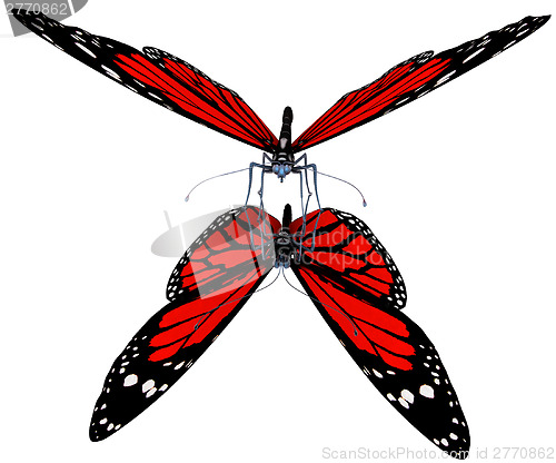 Image of Butterfly