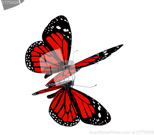 Image of Butterfly