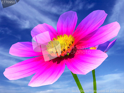 Image of Beautiful Cosmos Flower Against the sky