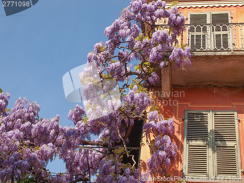 Image of Wisteria