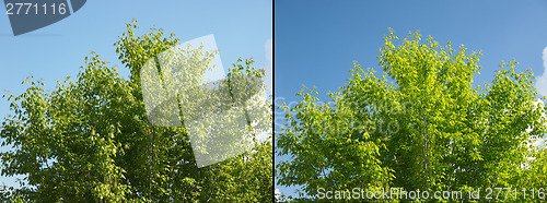 Image of Polarising filter