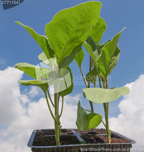 Image of Plug aubergine plant