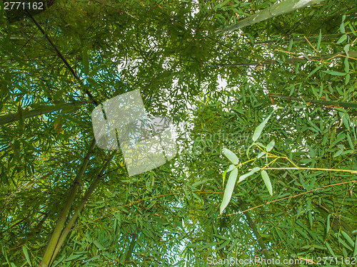 Image of Bamboo plant