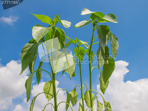 Image of Plug pepper plant