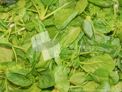 Image of Spinach leaves