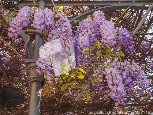 Image of Wisteria