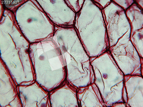 Image of Onion epidermus micrograph