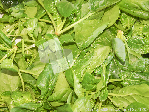 Image of Spinach leaves