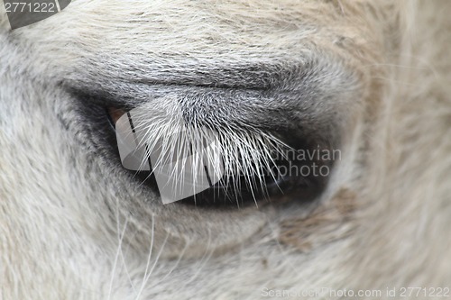 Image of eye of horse 