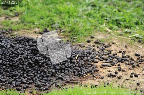 Image of llama poo 