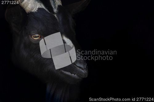 Image of black goat head 