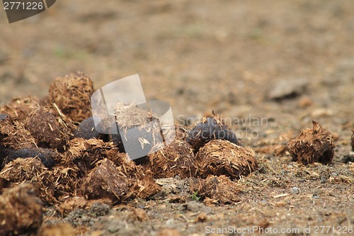 Image of horse poo 