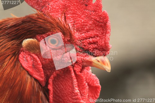 Image of rooster head from home farm 