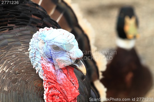 Image of color head of turkey 