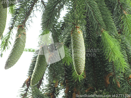 Image of cone