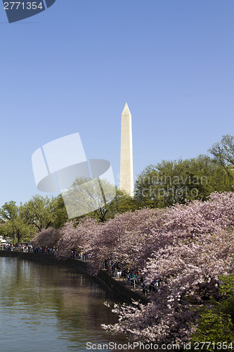 Image of Washington Monument Cherry Blossoms 