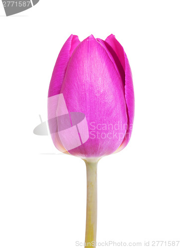 Image of Purple tulip isolated