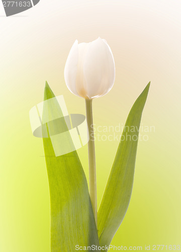 Image of White tulip