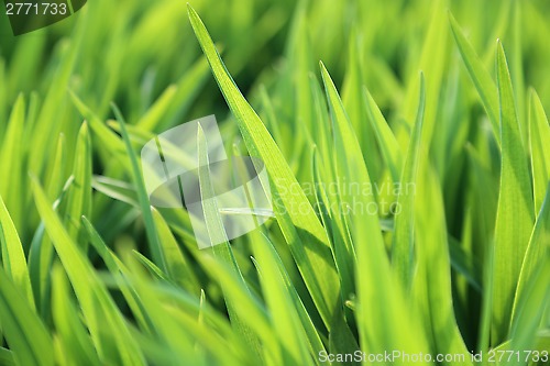 Image of Fresh green plant