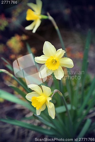 Image of Beautiful Daffodils (Narcissus)