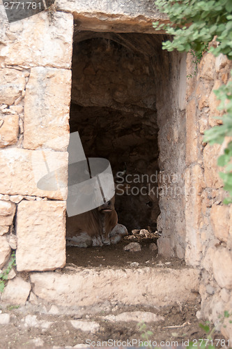 Image of A cow inside old ruins