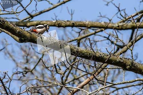 Image of Woodpecker looking for food in a tree