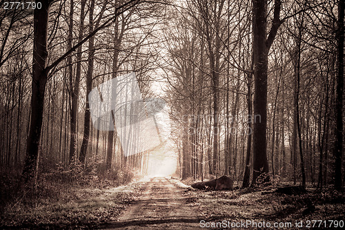 Image of Forest train in sepia colors