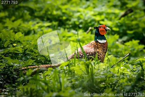 Image of Pheasant male in nature