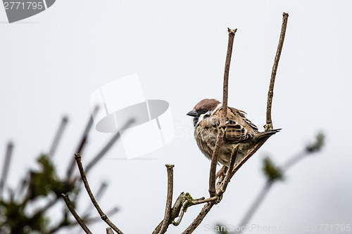 Image of Sparrow on a twig at wintertime