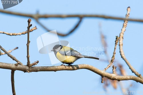 Image of Parus Major sitting on a twig at springtime