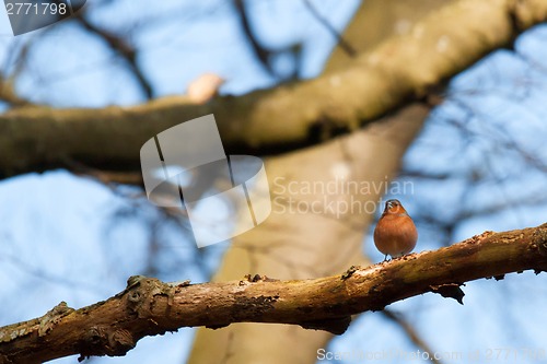 Image of Chaffinch with big red chest on a twig