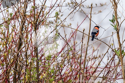 Image of Bullfinch sitting on a twig in a bush