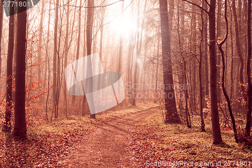 Image of Misty forest path in the woods