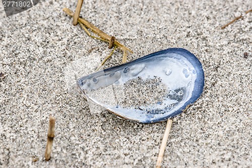 Image of Close-up of a blue mussel in the sand
