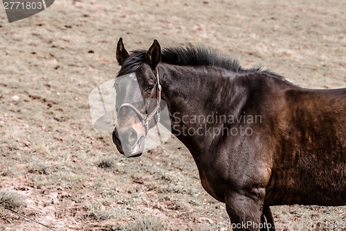 Image of Horse standing on a dusty field