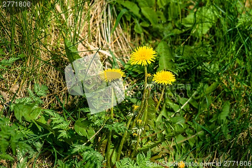 Image of Dandelion flowers in the garden