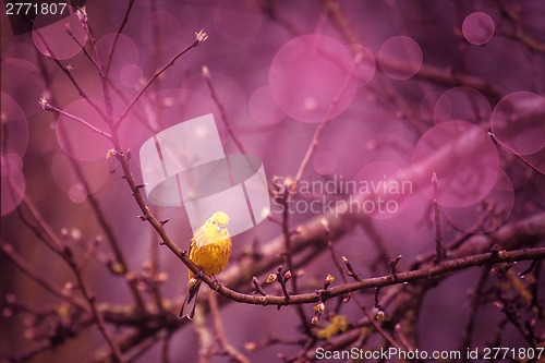 Image of Yellowhammer siiting on a branch in a purple inviroment