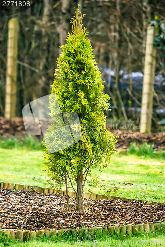 Image of Fresh green thuja tree in a garden