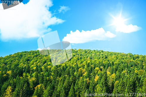Image of Large green forest with sunshine and blue sky