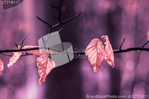 Image of Autumn leaves hanging from a twig